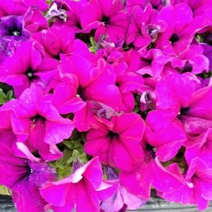 Meet your Posher, Jenny